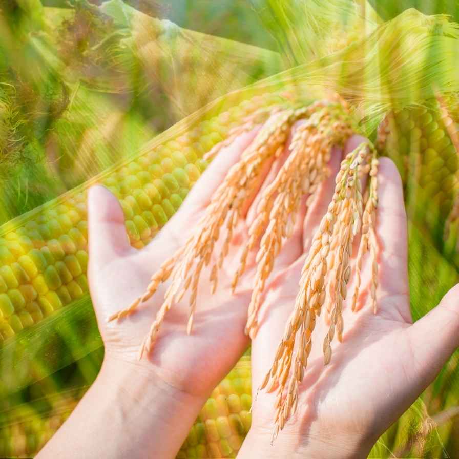 เจาะลึก: หยุด 'ความสูญเสียแฝง' เพิ่มกำไรให้เกษตรกร