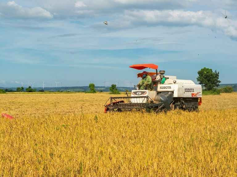 เทคนิคการจัดการข้าวตั้งแต่ 'เก็บเกี่ยว' จนถึง 'โรงสี': ทำอย่างไรให้ได้ข้าวเต็มเมล็ดและราคาดี