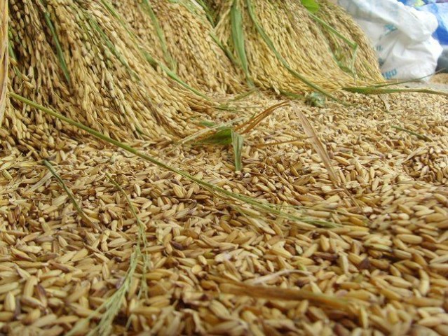 การลดความชื้นข้าว (Drying): กระบวนการชี้ชะตาคุณภาพและการรักษา "กำไร" หลังการเก็บเกี่ยว